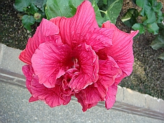 350 Longwood Gardens [2008 August 23]